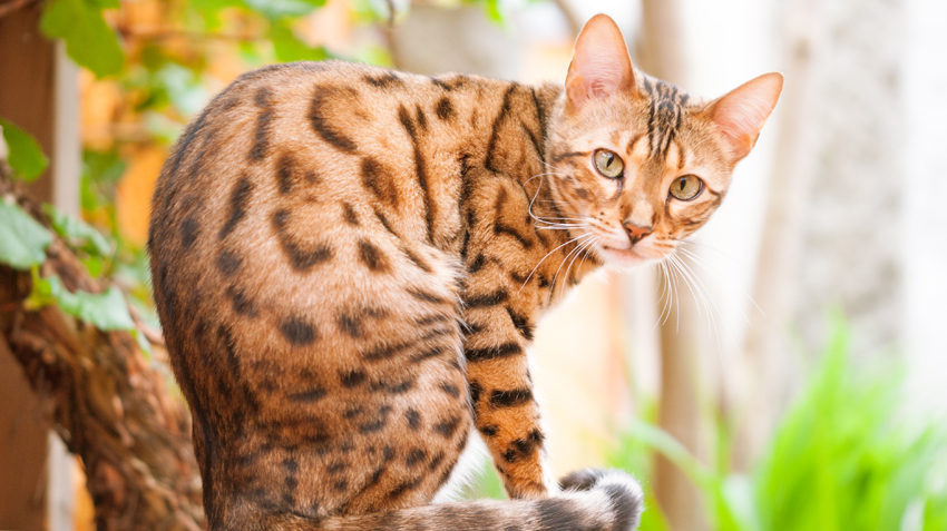 Bengal Cat