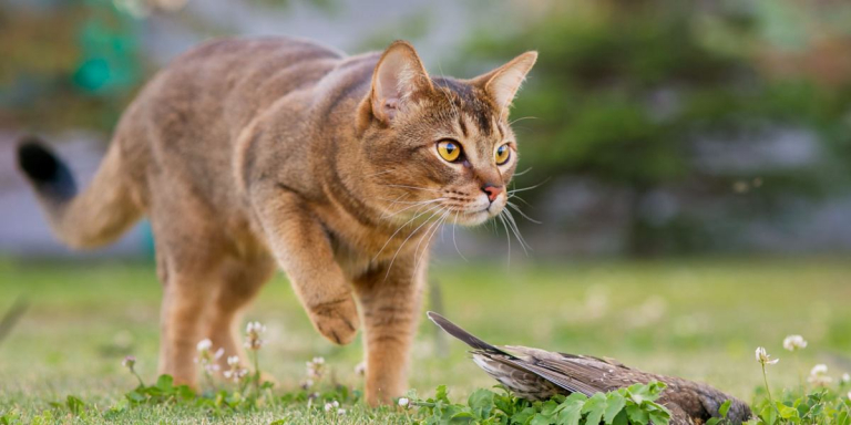 Abyssinian Cat