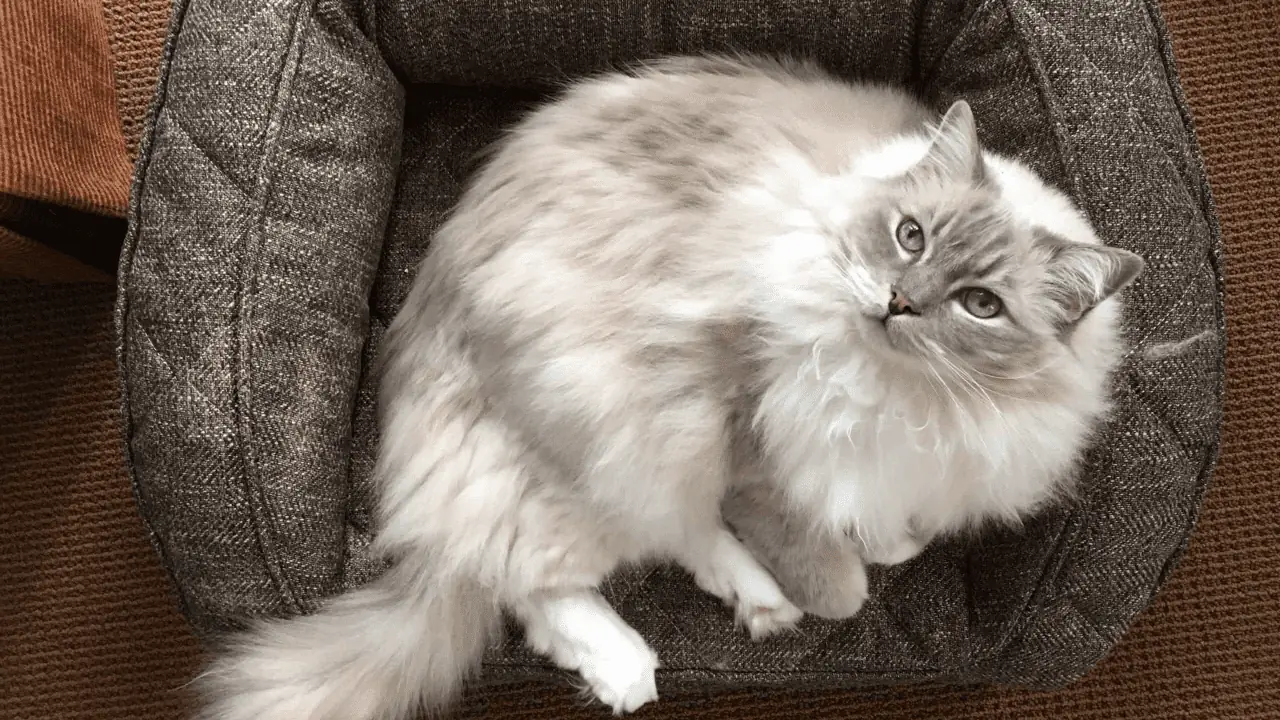 Ragdoll Cat