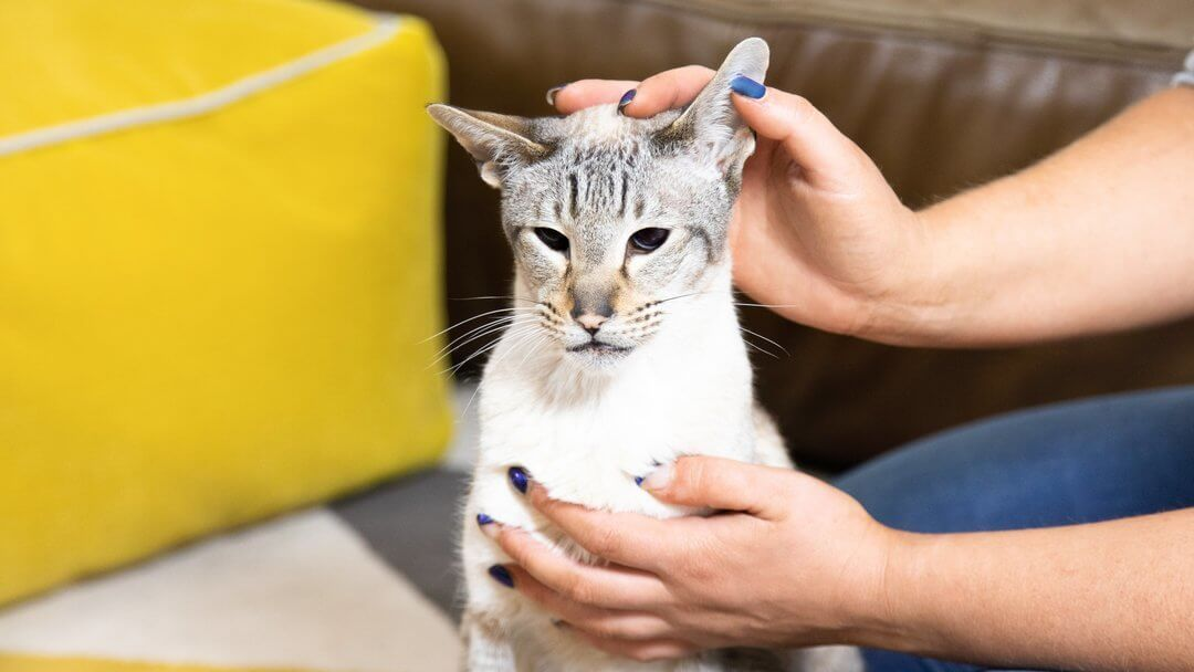 Preparing Your Cat for Ear Cleaning