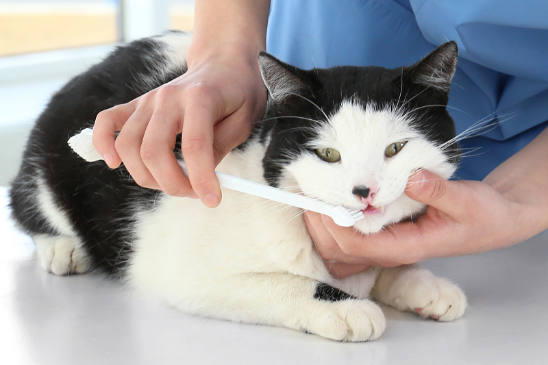 How To Brush Cat Teeth