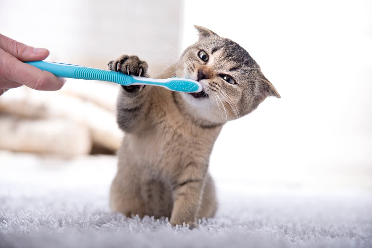 Tips for Brush Cat Teeth