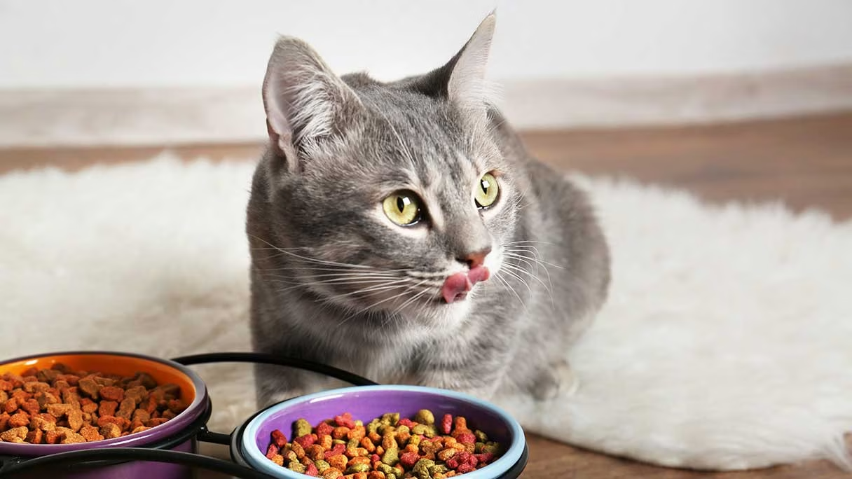 How To Keep Your Feline Friend At A Healthy Cat Weight