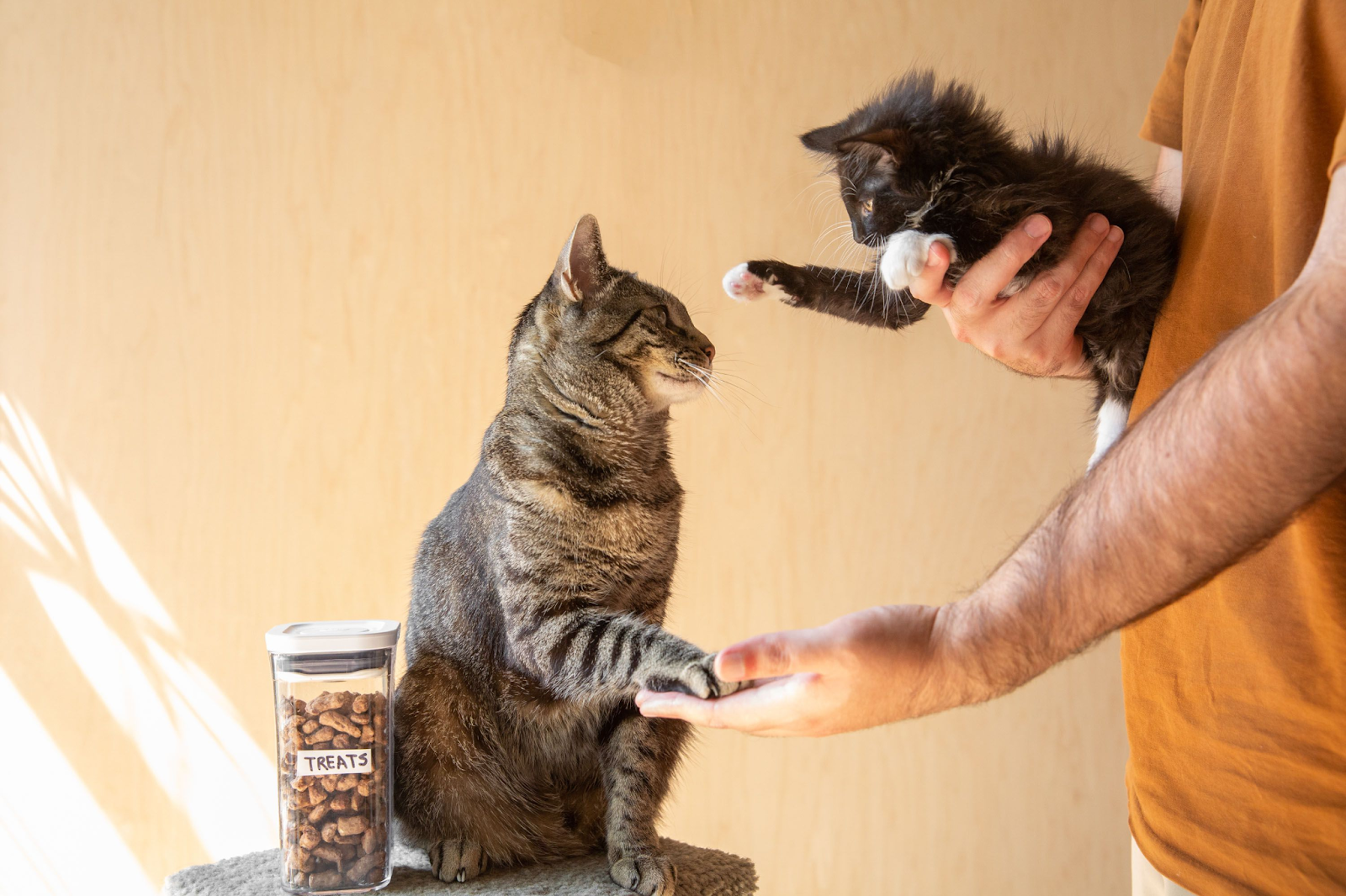 Personalize Training for Your Cat