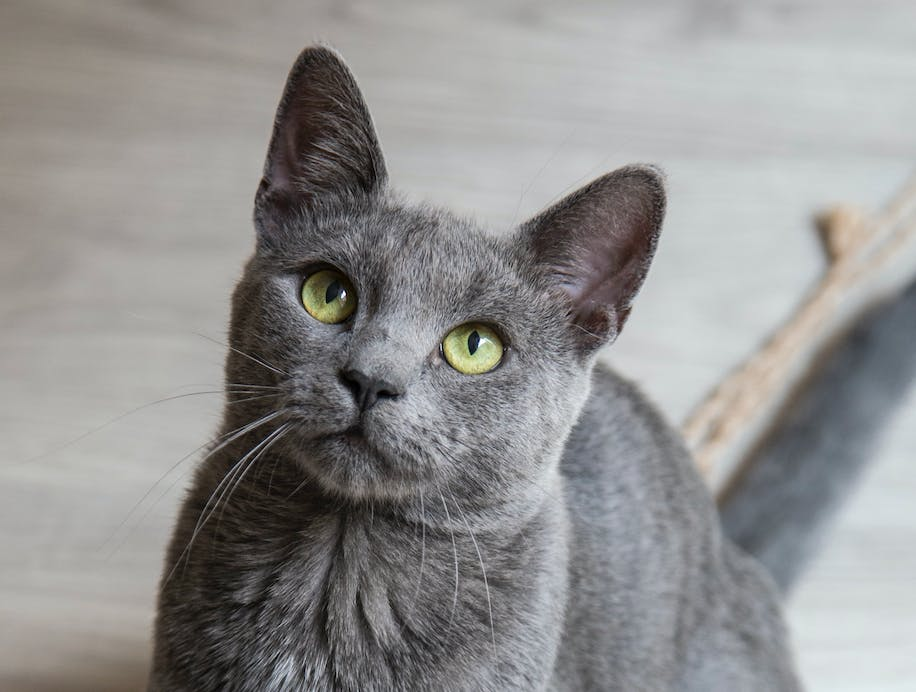 Burmese Cat Breeds