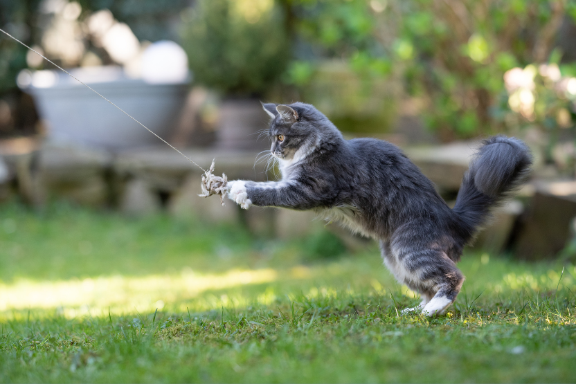 How Much Exercise Do Cats Need?