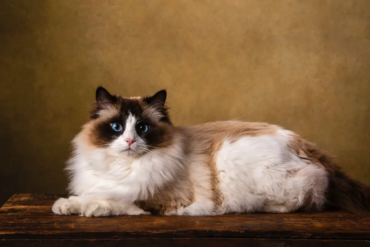 Ragdoll Cat