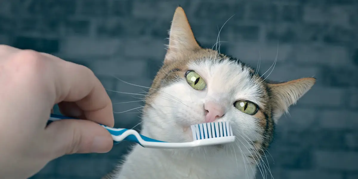 Brush Cat Teeth