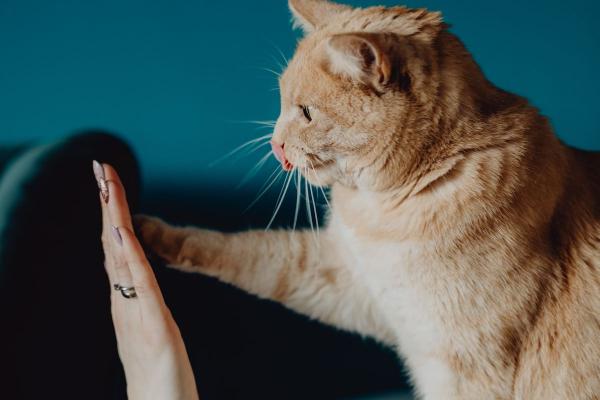 5 Fun (and Funny) Ways to Help Your Senior Cat Exercise