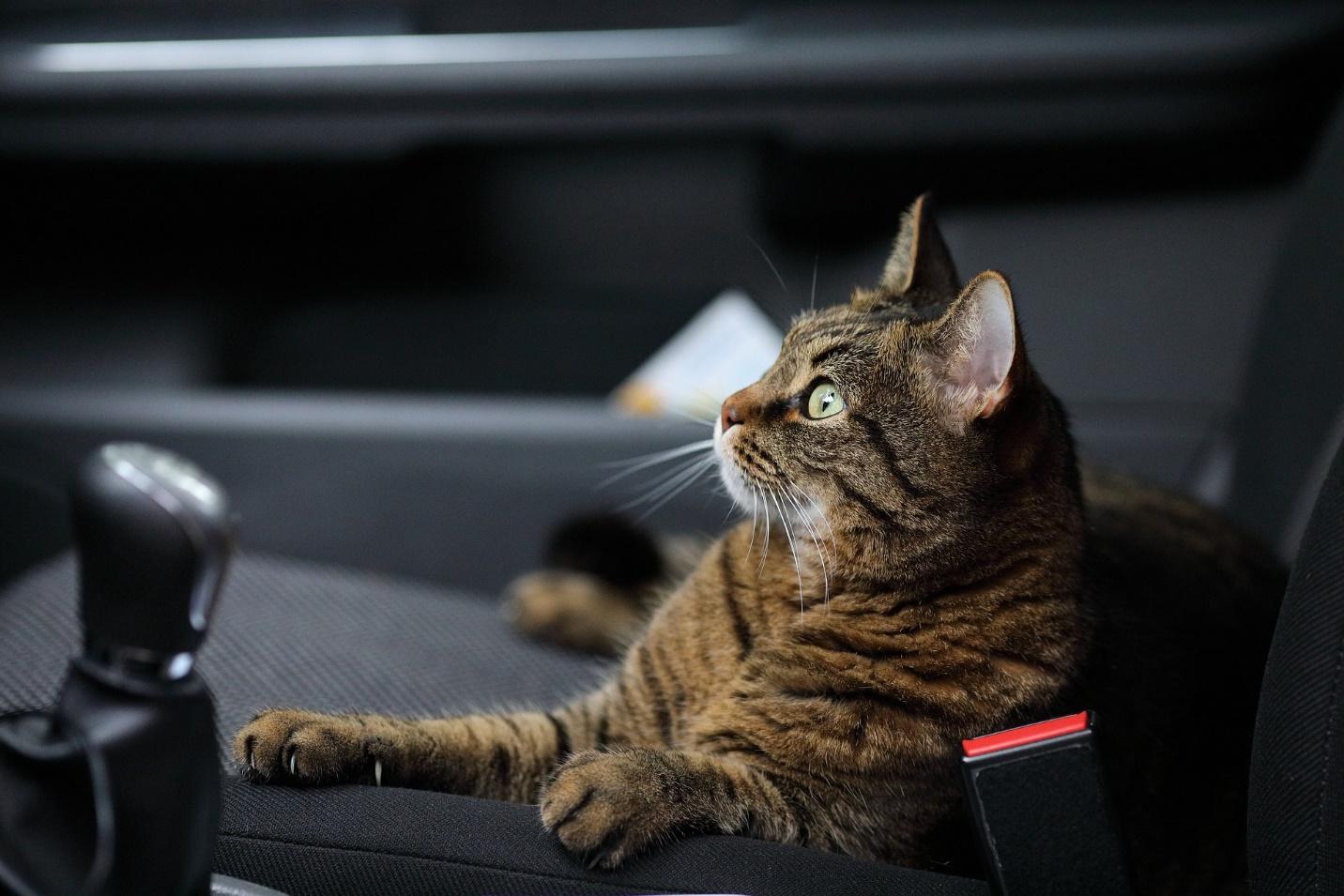 How To Train Your Cat to Travel by Car - The Nomad Cats