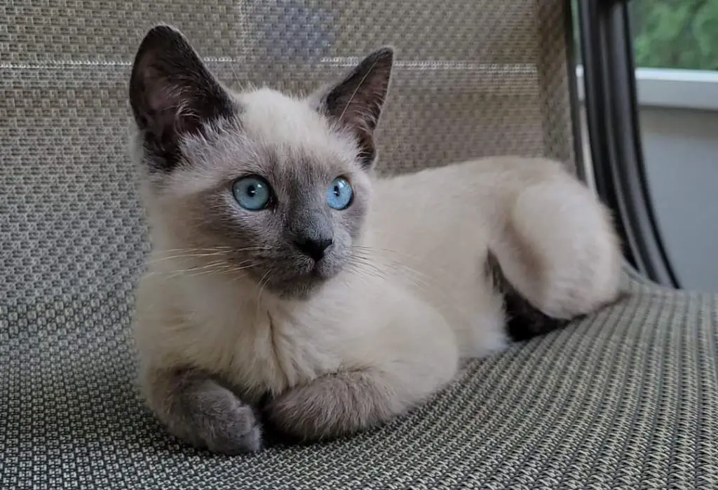 Siamese Cat