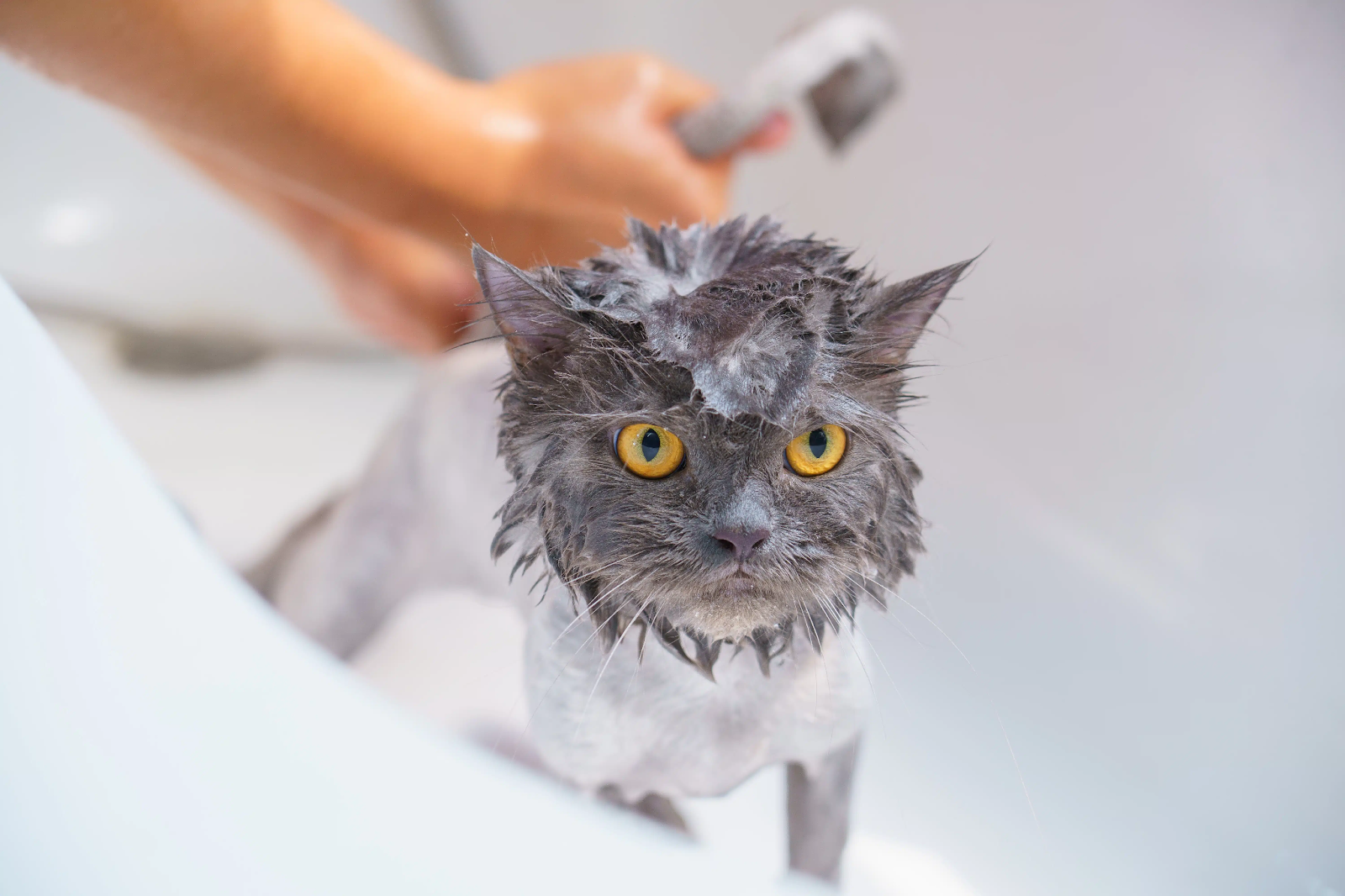 Introduce Your Cat to the Bathing Routine