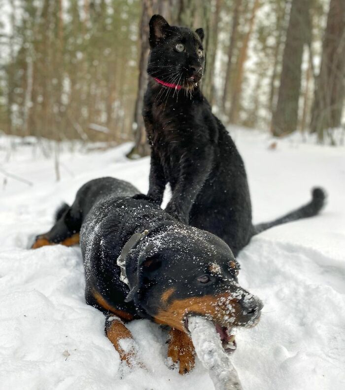 Meet Luna The Pantera: Perhaps The Fiercest Rescue Ever