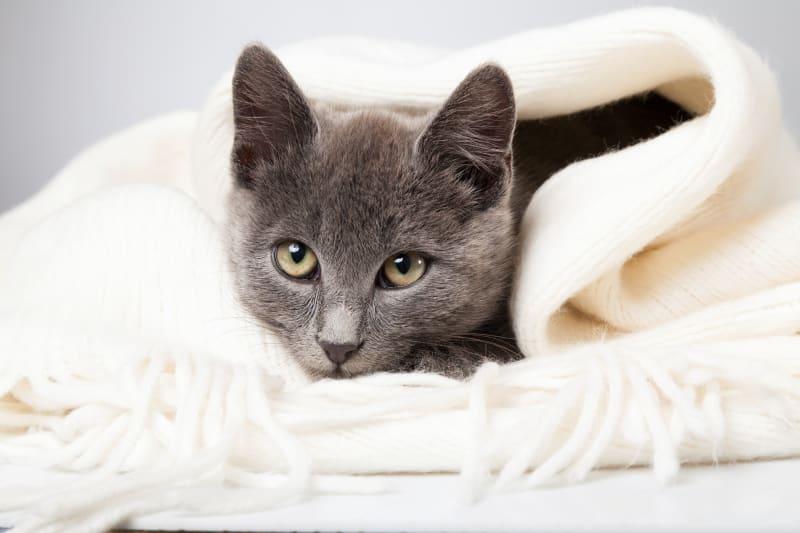 Signs Your Cat Is Sick | Dunnellon Animal Hospital