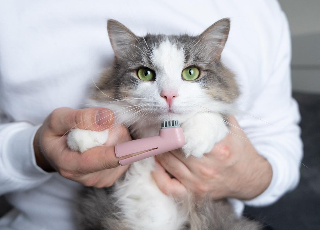 Smile, Kitty! Why You Should Brush Your Cat's Teeth Daily