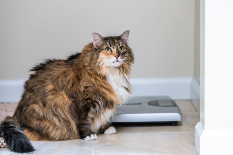 Is My Cat Overweight? How to Tell if Your Cat is Overweight