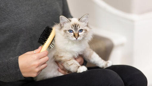 Brushing Your Cat's Teeth