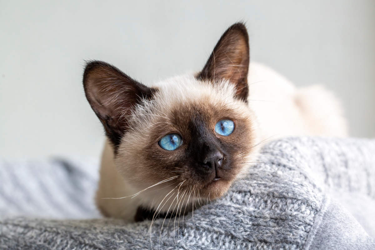 The Most Popular Cat Breeds