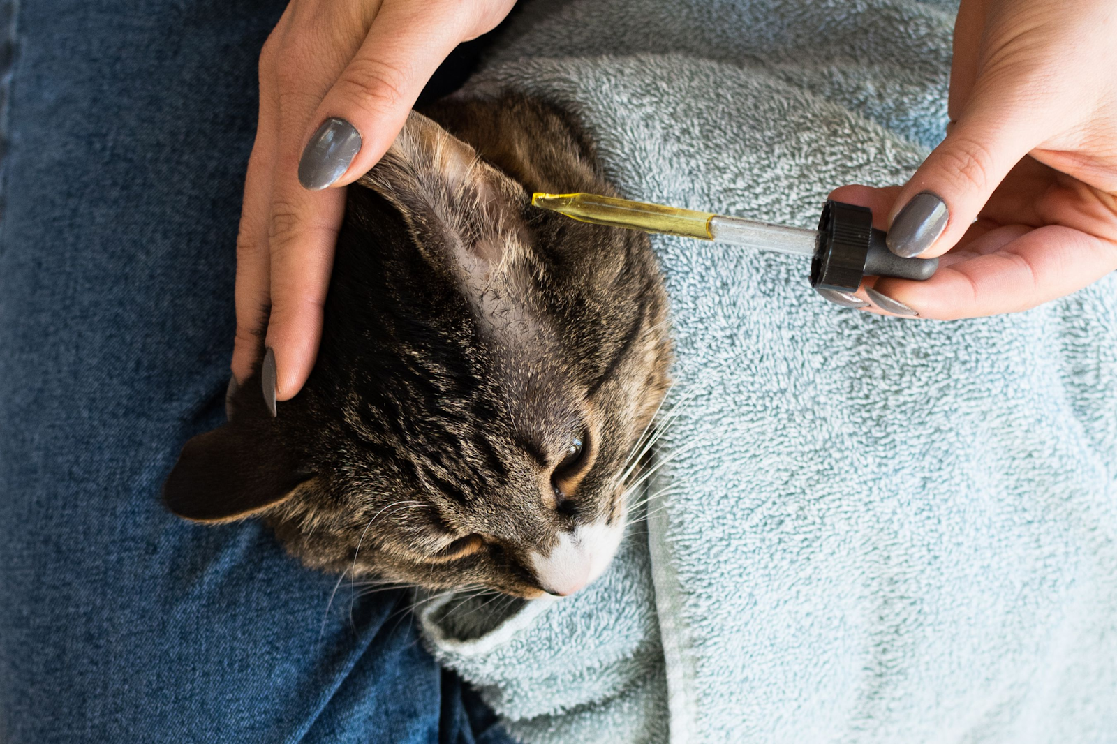 Understanding the Importance of Ear Cleaning for Cats