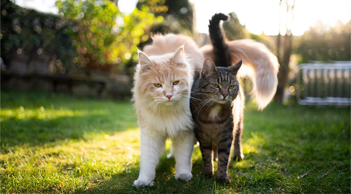 Tail tucked between legs: Fear or anxiety