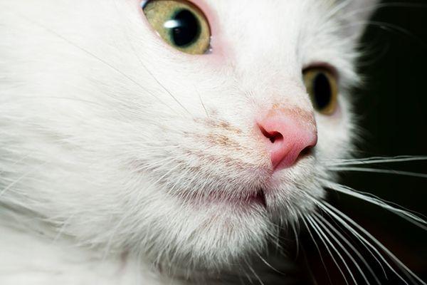 Is a Dry Cat Nose a Cause for Concern?