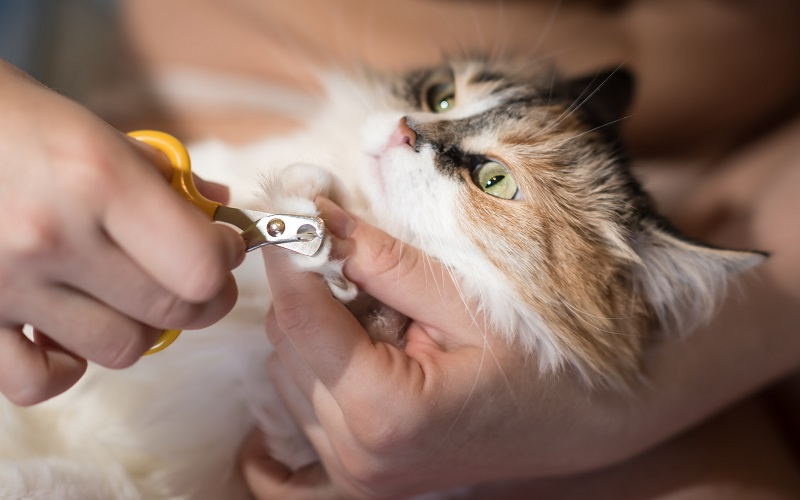 Trimming Cat Nails: Gather the Necessary Tools