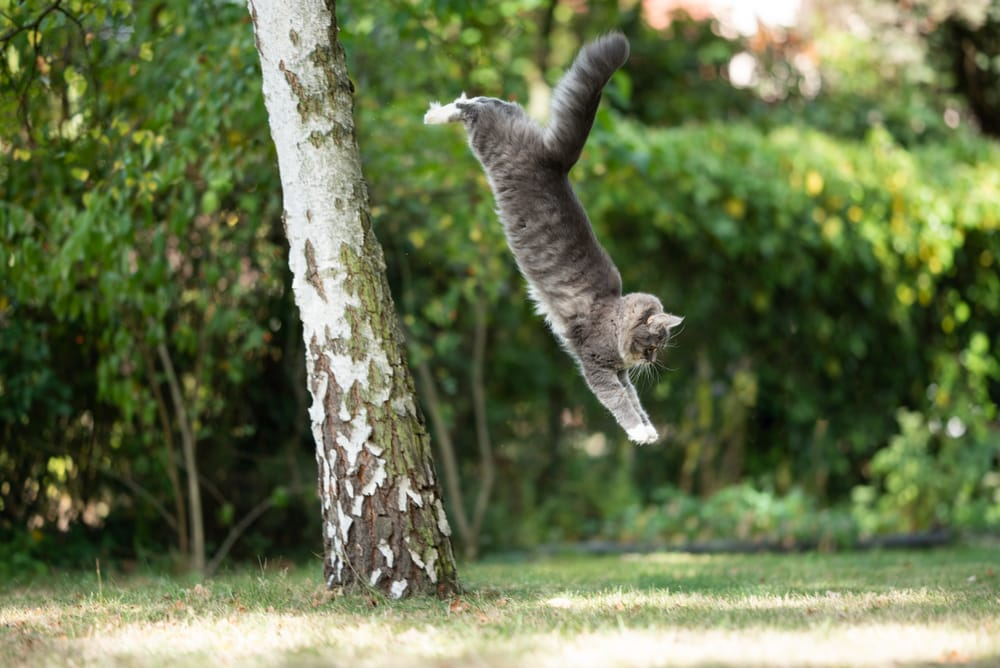 Cats Have a Special Collarbone That Allows Them to Always Land on Their Feet