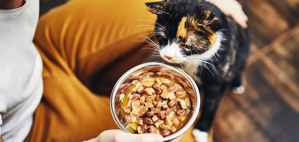 Homemade Cat Food Recipes For A Well-Fed Feline Love To Know Pets