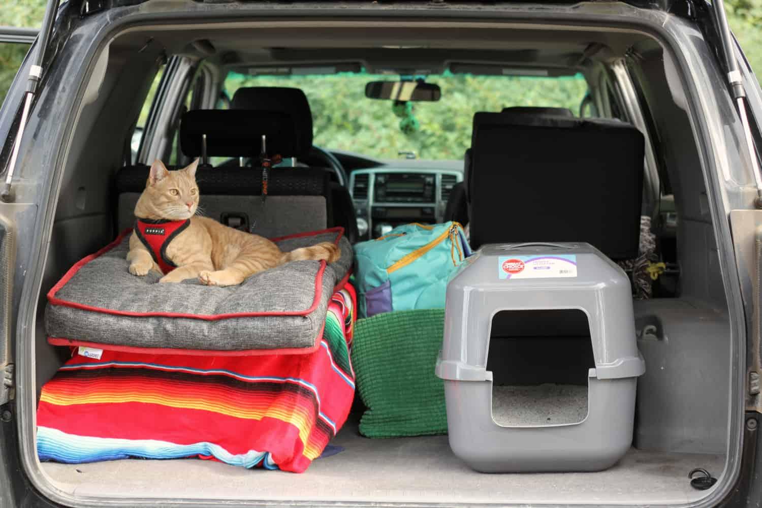 Tips and Tricks for Traveling With Cats - Plan A Road Trip!