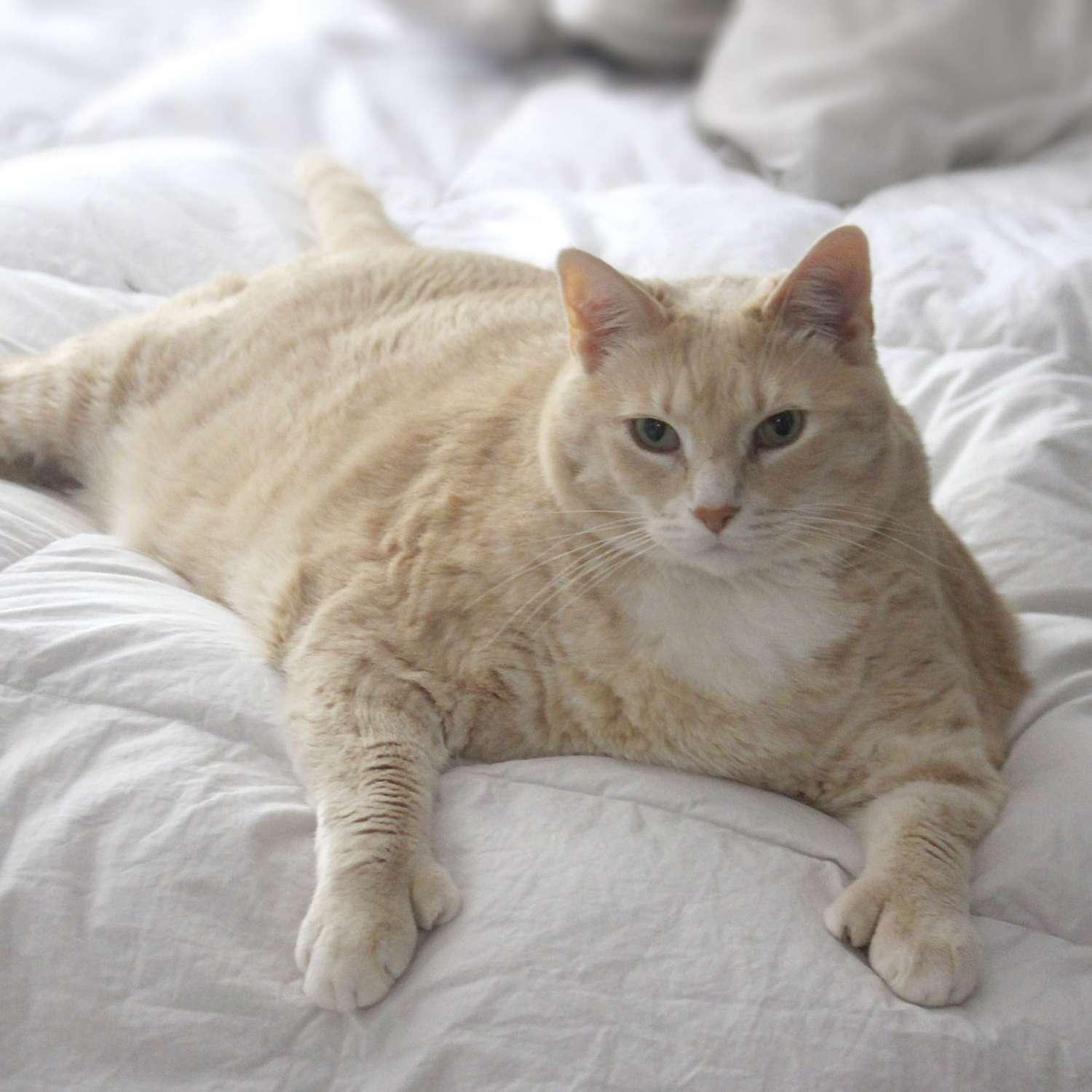 Fat Cat on Instagram Losing Weight