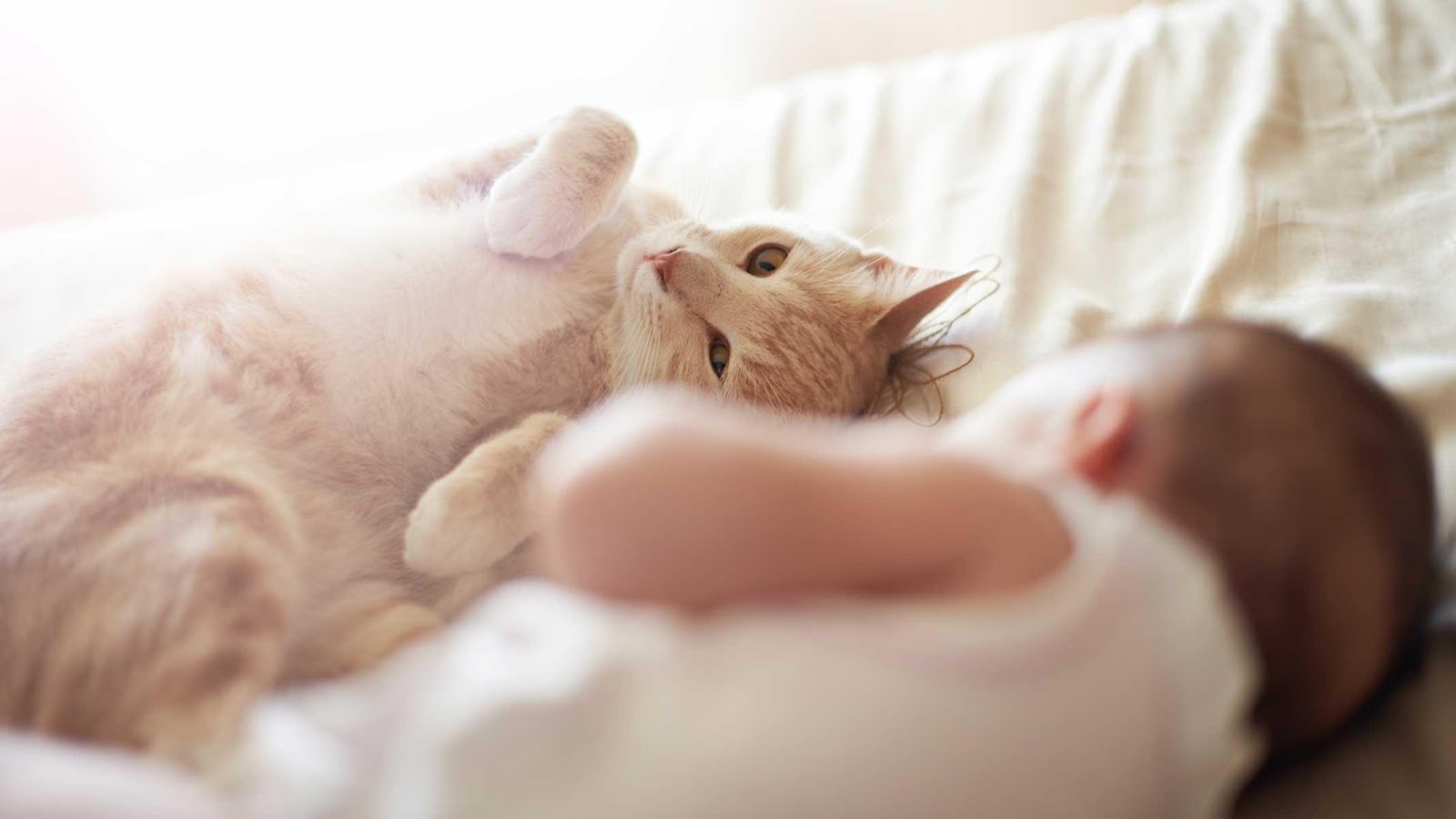 4 steps for introducing your newborn baby to your cat - Catit