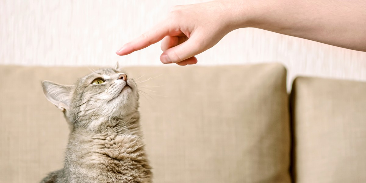 How To Train Your Cat To Do Tricks: Tips And Tricks