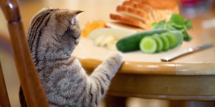 How To Understand About Cat Nutrition