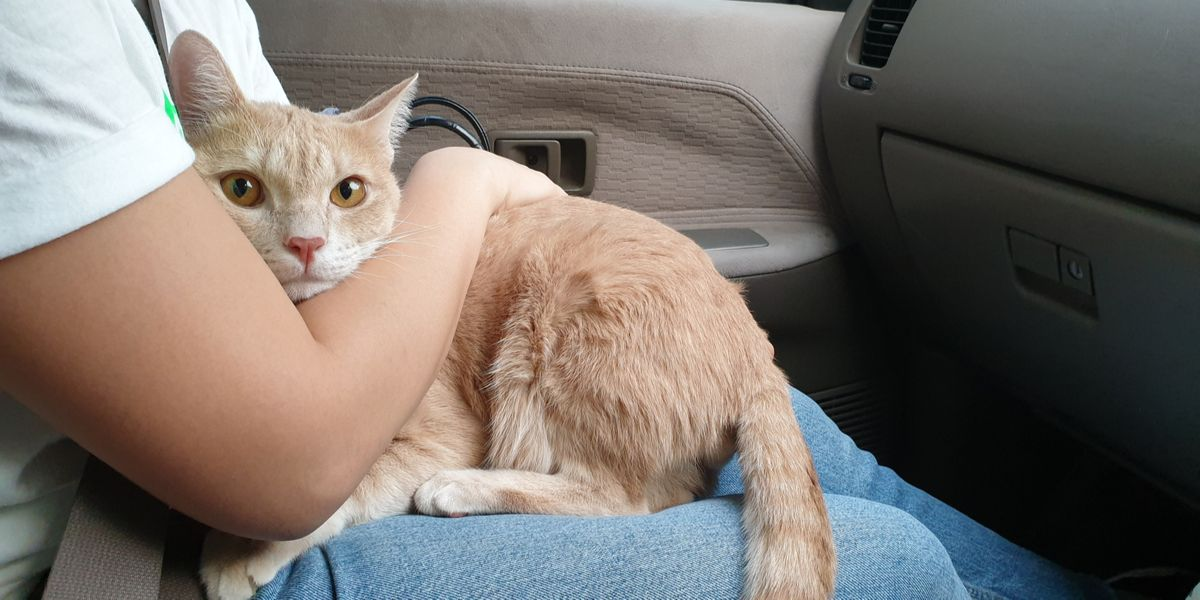 Recognize the Signs of Separation Anxiety in Cats