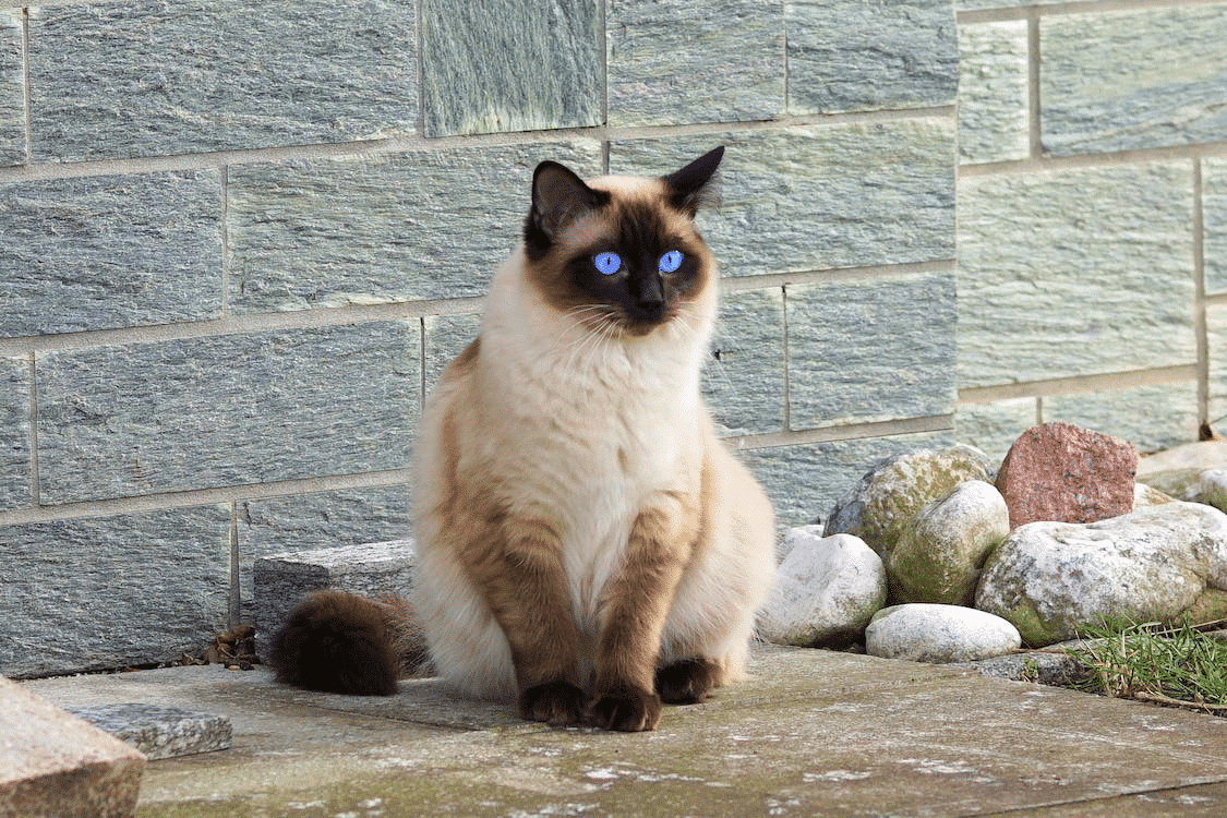 Siamese Cat Breeds