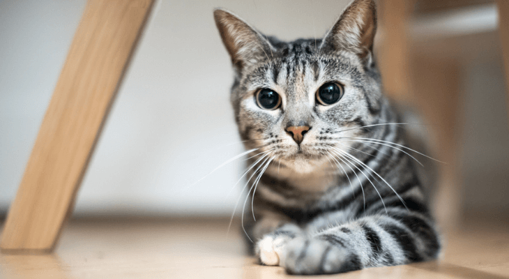 The Significance of Eye Contact in Cat Communication