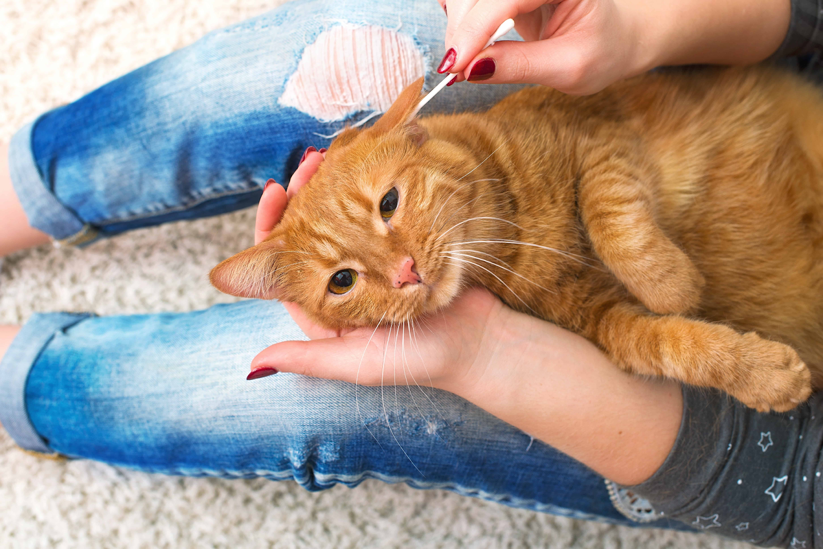 How to Properly Clean Your Cat's Ears