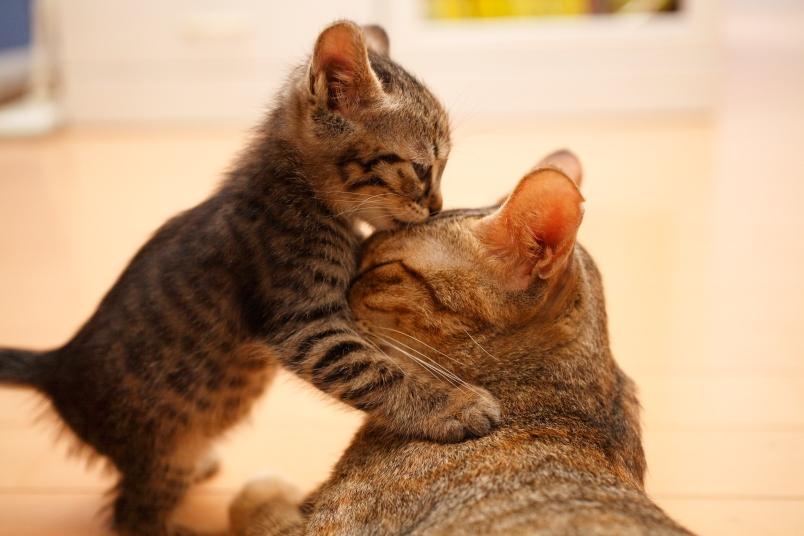 How Do Cats Show Affection?