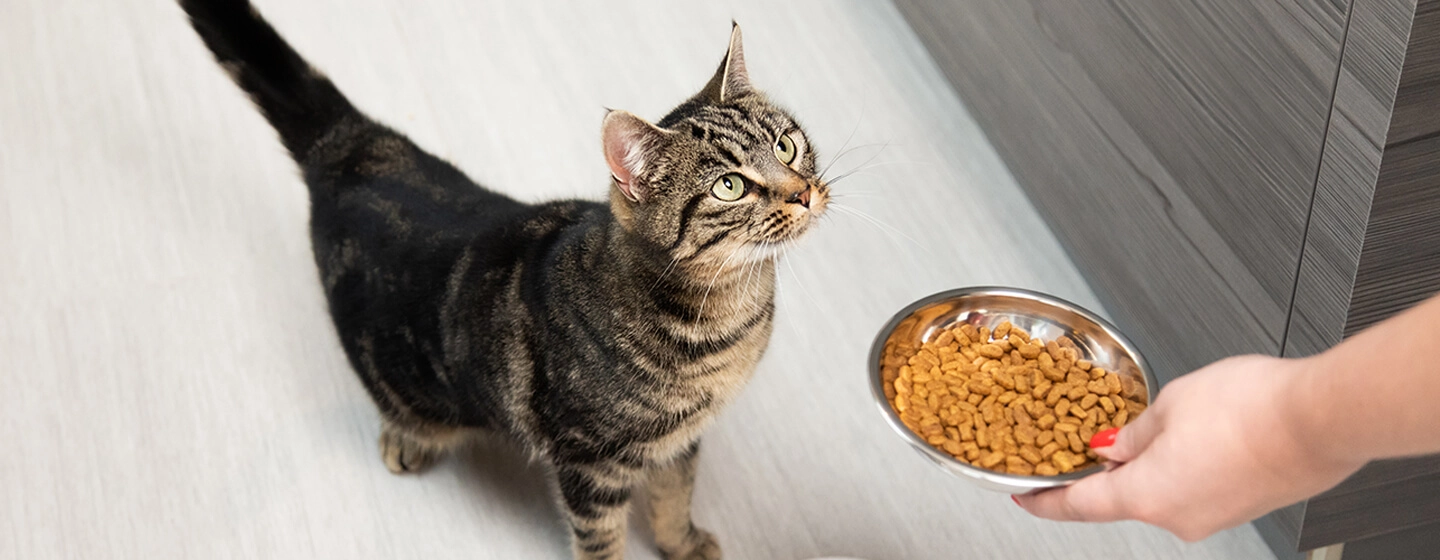 Omega-3 Fatty Acids For Cats