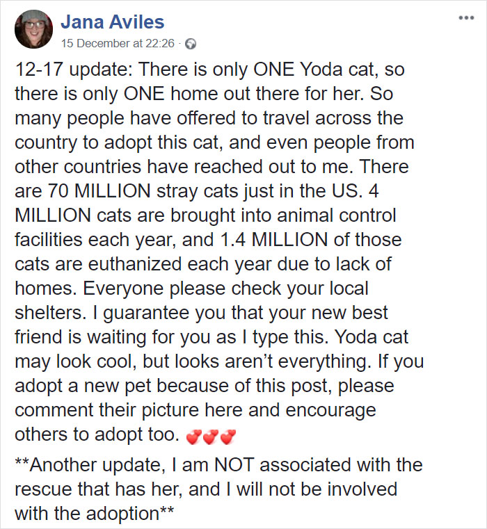 Almost Everyone Wants To Adopt This Very Special Kitty That Looks Like Baby Yoda