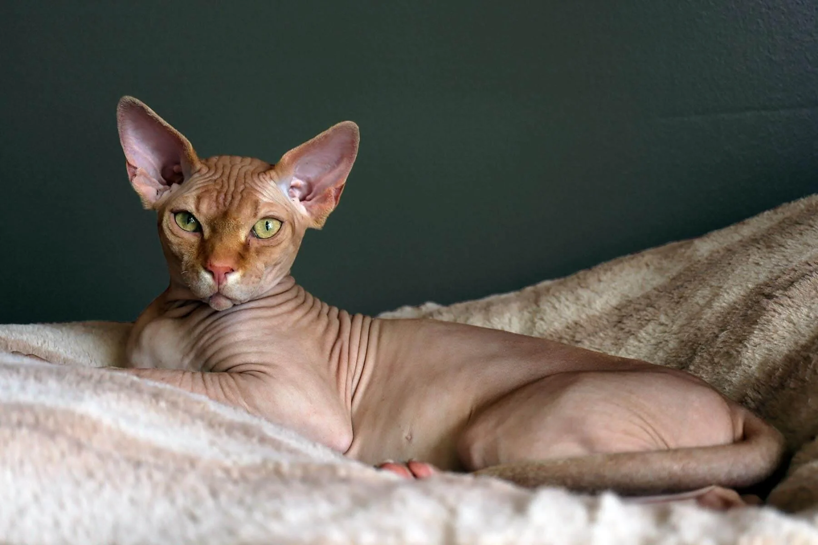 Sphynx