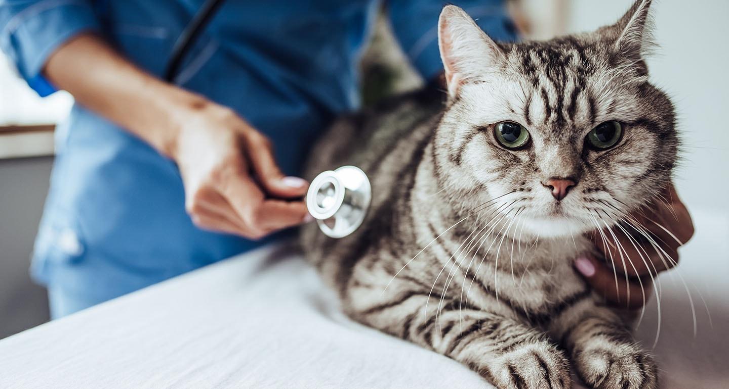 Cat Vaccinations: Schedule, Benefits and Side Effects | BeChewy