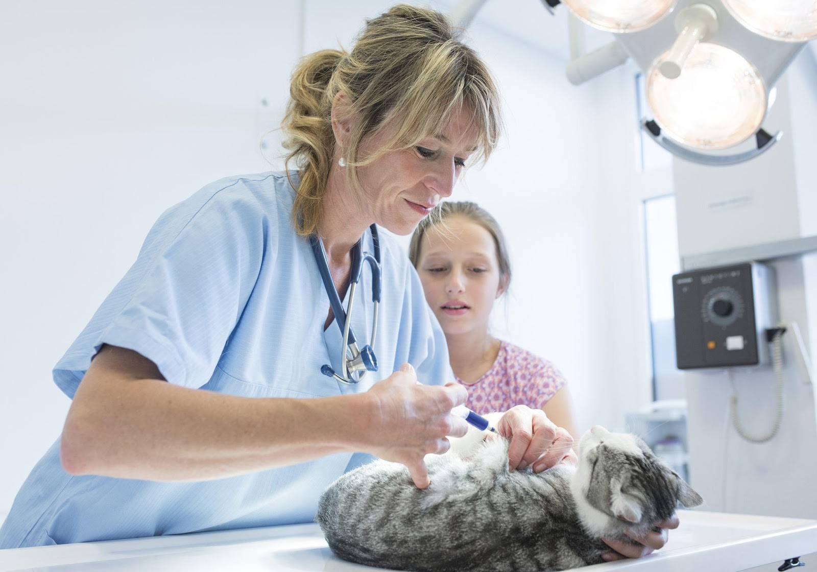 The Vaccination Conundrum: Protocols for Cat Vaccines