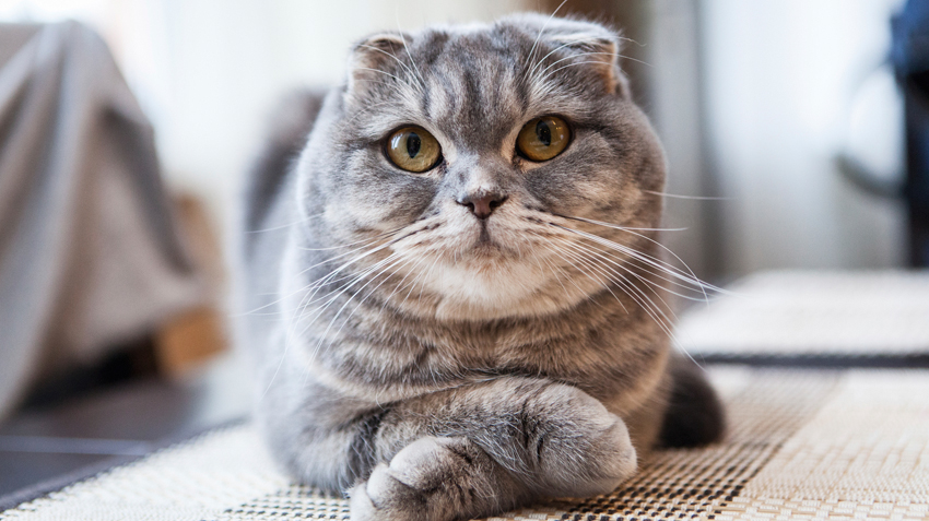 The Folded-Eared Scottish Fold