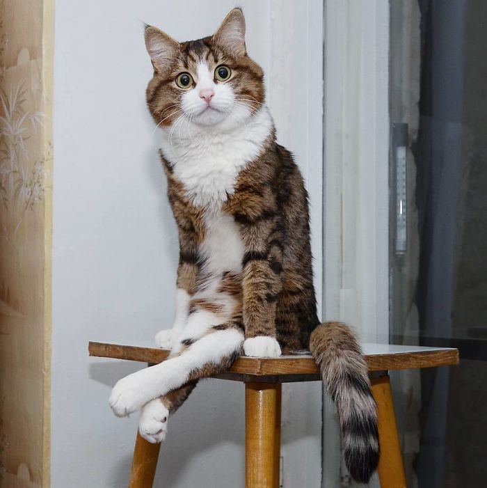 Handicapped-Cat-Rexie-The-Handicat-Dasha-Minaeva