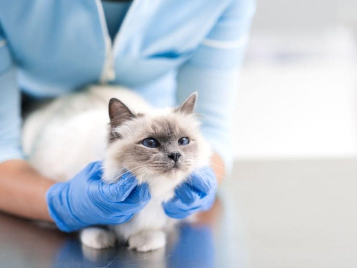 How do I calm my cat for visits to the vet?