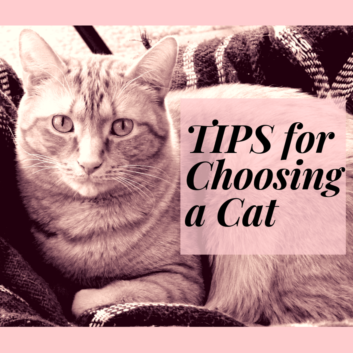 How to Choose a Cat: 8 Tips for Finding the Right One for You