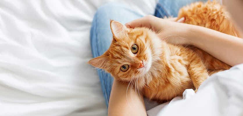 How to choose the right kitten for you | Vet Voice