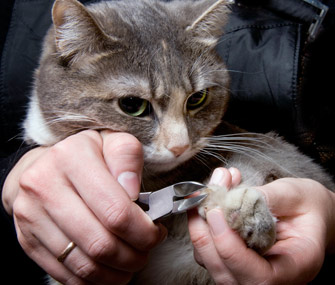 Examine Your Cat's Nails