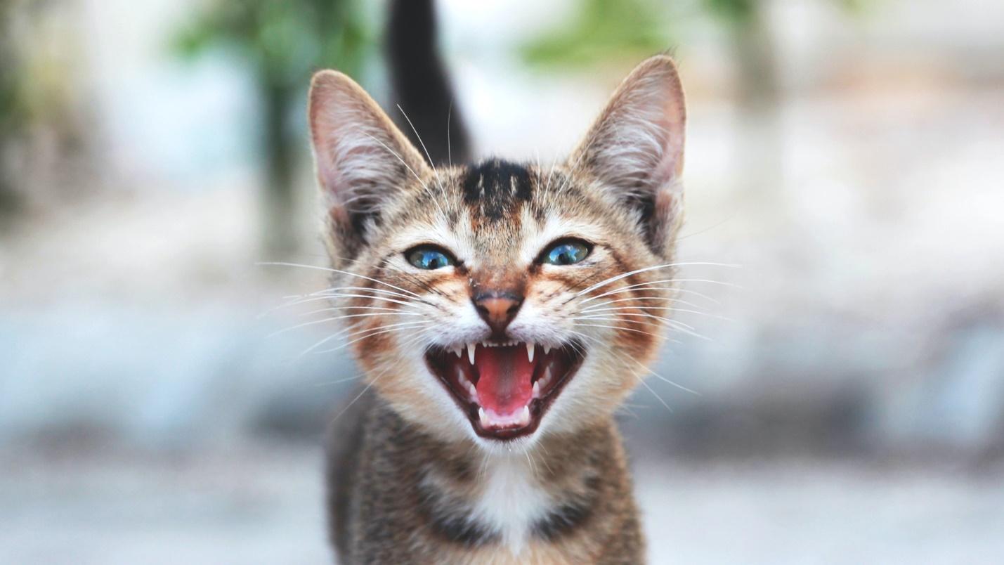 Why do cats meow? How to understand what your cat's trying to tell you